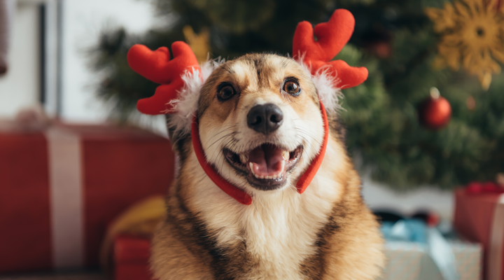 2019-12-07 - Miracle at The Haymaker - Happy Howlidays